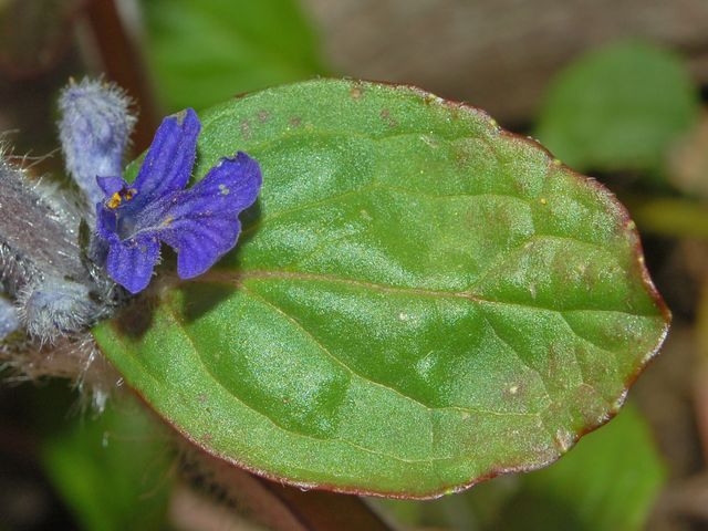 Ajuga reptans / Iva comune, Erba di S.Lorenzo